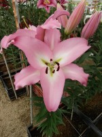 [4174 Pink Step VZ No02.JPG]